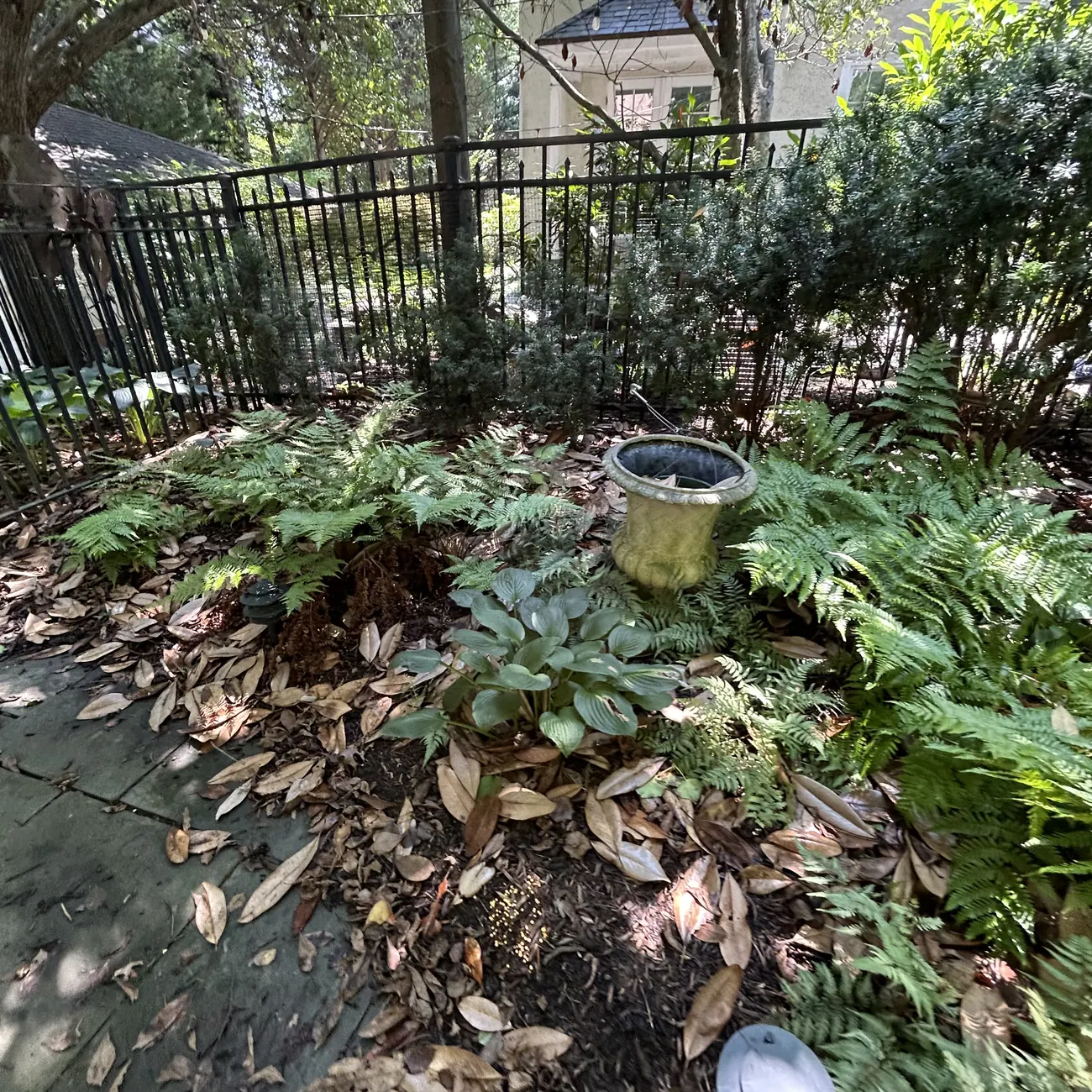Before: Fern bed by the fence, cleared and mulched